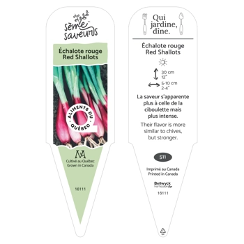 Plant d'Échalotte rouge