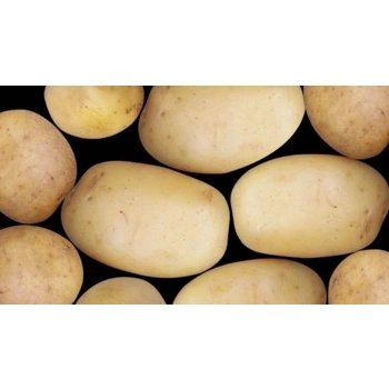 pommes de terre blanches