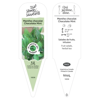 Chocoloate Mint plant