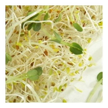 Germe De Luzerne & Radis