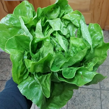 laitue romaine