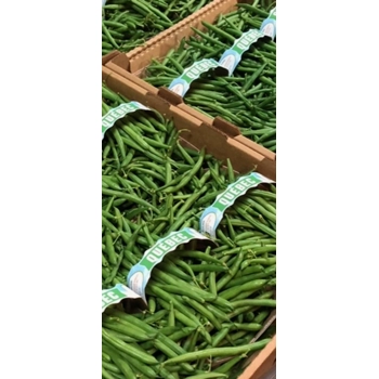 Haricots Vert