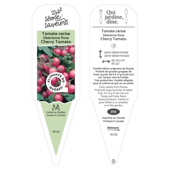 Plant de tomate Siberienne Rose