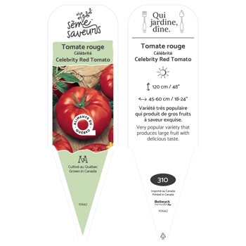 Plant de Tomate Célébrité