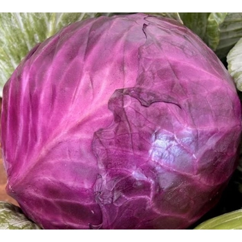 Red cabbage