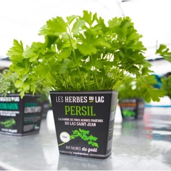Plant de persil Plat