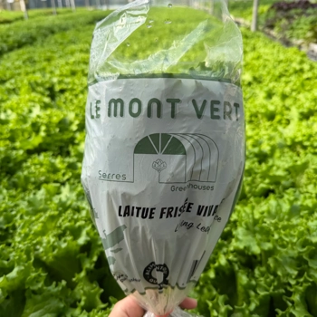 Laitue Frisée vivante