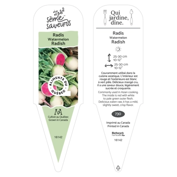 Plant de Radis Watermelon