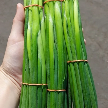 oignon vert (échalote)