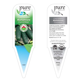 CONCOMBRE MARKETMORE BIOLOGIQUE EN POT