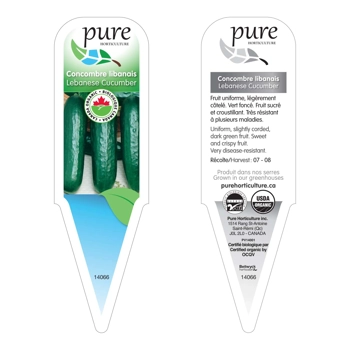 CONCOMBRE LIBANAIS BIOLOGIQUE EN POT