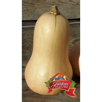 Courge musquée (butternut)
