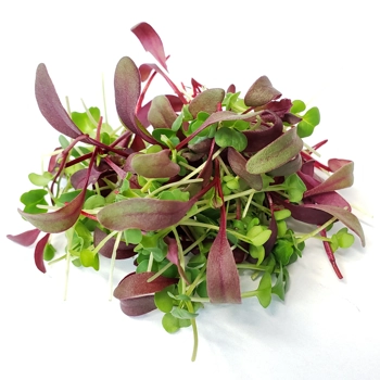 Beet & Tat Soi Microgreens