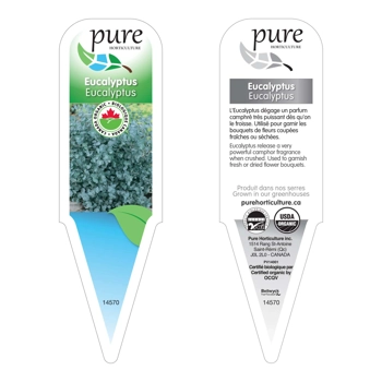 EUCALYPTUS BIOLOGIQUE EN POT