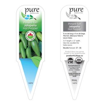 PIMENT FORT JALAPENO BIOLOGIQUE EN POT