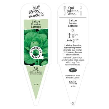 Plant de Laitue Romaine