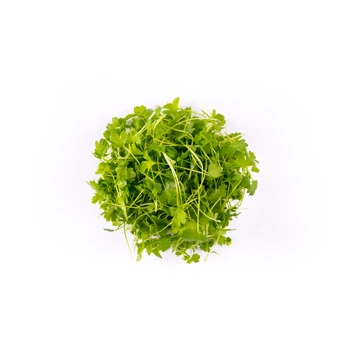 Micro Céleri Feuille