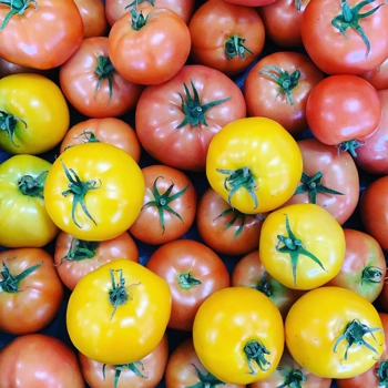 Tomates biologiques