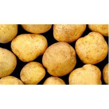 Pommes de terre jaunes