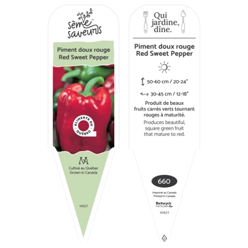 Plant de Piment rouge