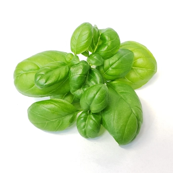 Micropousses de Basilic