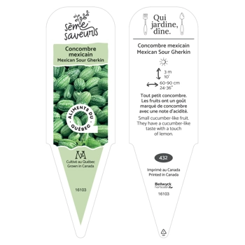 Plant de Concombre mexicain