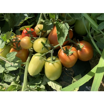 Italien Tomatos
