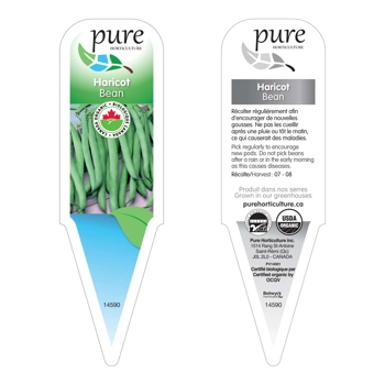 HARICOT VERT BIOLOGIQUE EN POT