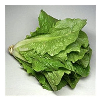 Laitue Romaine