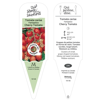 Plant de Tomate Fantastico