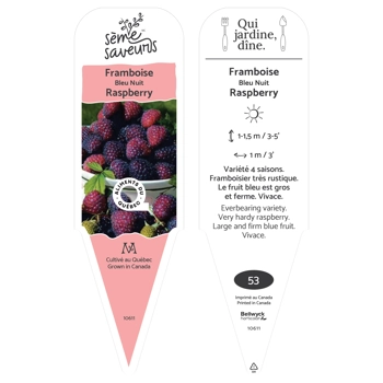 Plant de Framboise Bleu Nuit