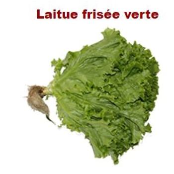 laitue frisée verte.