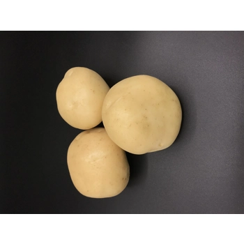 Pomme de terre ronde blanche