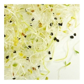 Germe De Luzerne & Oignons