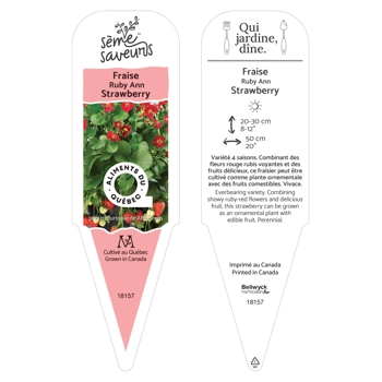Plant de fraises Ruby Ann
