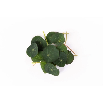 Feuilles de Capucine