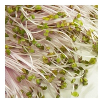 Pousse De Choux Rouge