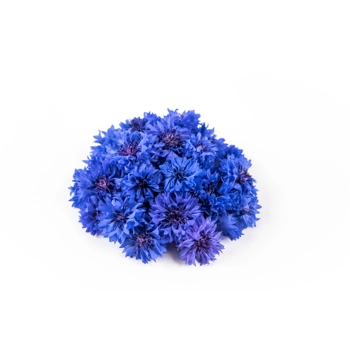 Fleurs de Centaurée