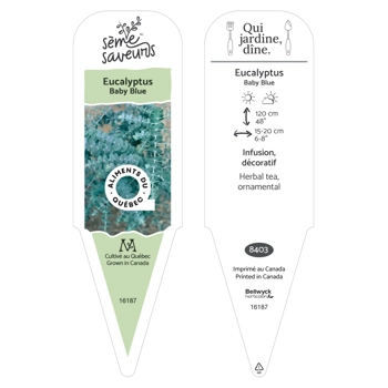 Plant de Eucalypsus Baby Blue