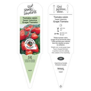 Plant de tomate Sweet Valentine