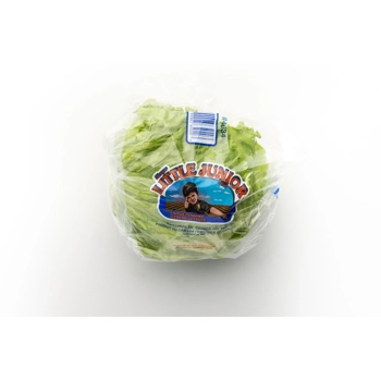 Laitue pommée Iceberg