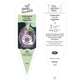 Plant d'Aubergine Pinestripe