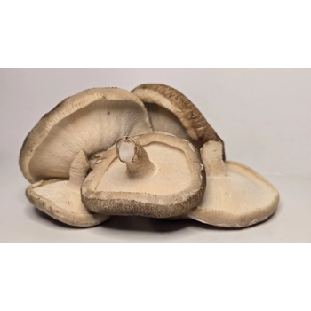 Shiitake