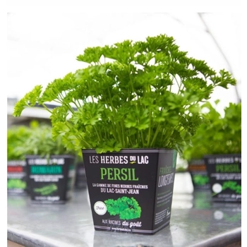 Plant de persil Frisé