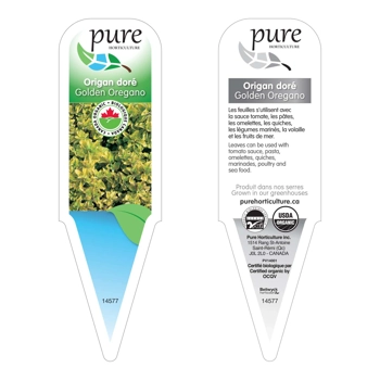 ORIGAN DORÉ BIOLOGIQUE EN POT