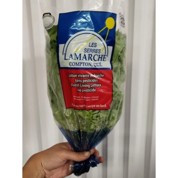 Laitue Vivante De Serre