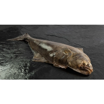 Flétan de l'Atlantique étêté congelé