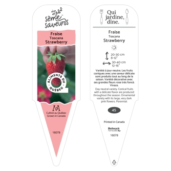 Plant de fraises Toscane