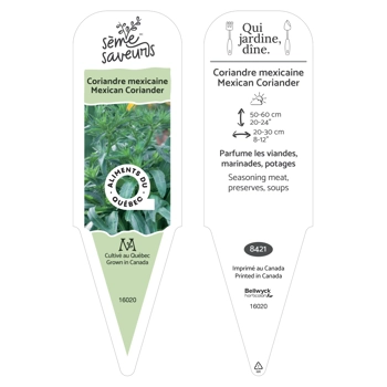 Mexican coriander plant