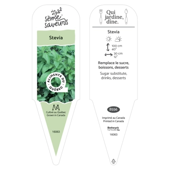 Plant de Stevia
